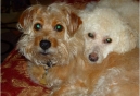 Top Ten FIDO Friendly Spring Travel Products for Dogs