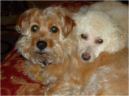 Top Ten FIDO Friendly Spring Travel Products for Dogs