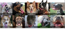 Show Us Your Dog’s Tongue Photo Contest: Ongoing: Send us pictures