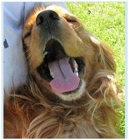 Webster the dog looking for his forever home: Please share