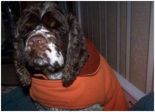 Animal Wrappers for dogs: Product review