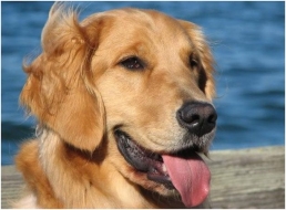FIDO Friendly’s Gotta-Read  7 Blog Links: Paying it Forward: Tripbase Blog Post Project